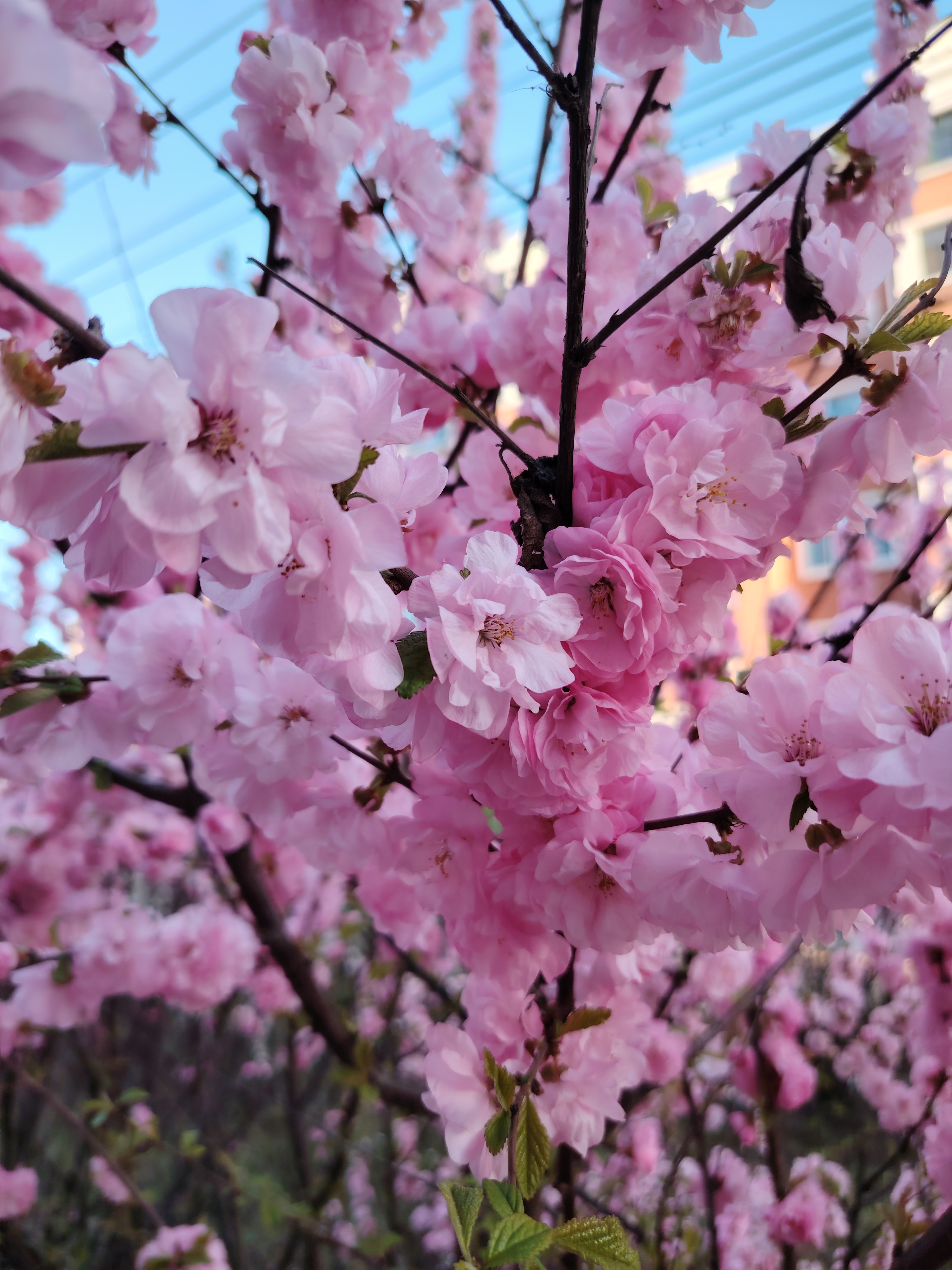 樱花树下,浪漫满溢  樱花盛开的季节,整个世界仿佛都被染上了柔和的