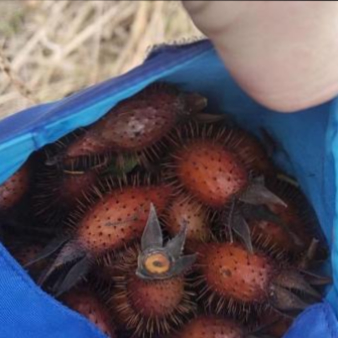 送了我一点,上面长满了刺,还有这种果子,还是第一次见呢?