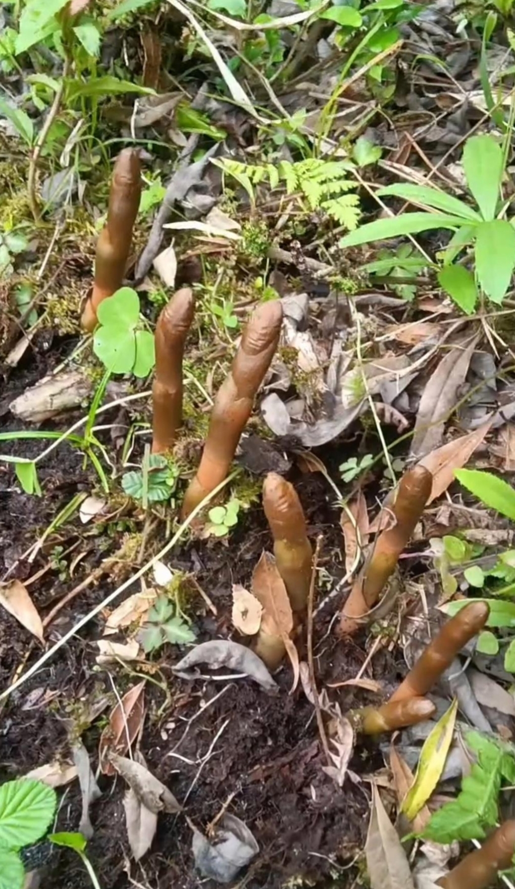 东北山上的药材图片图片