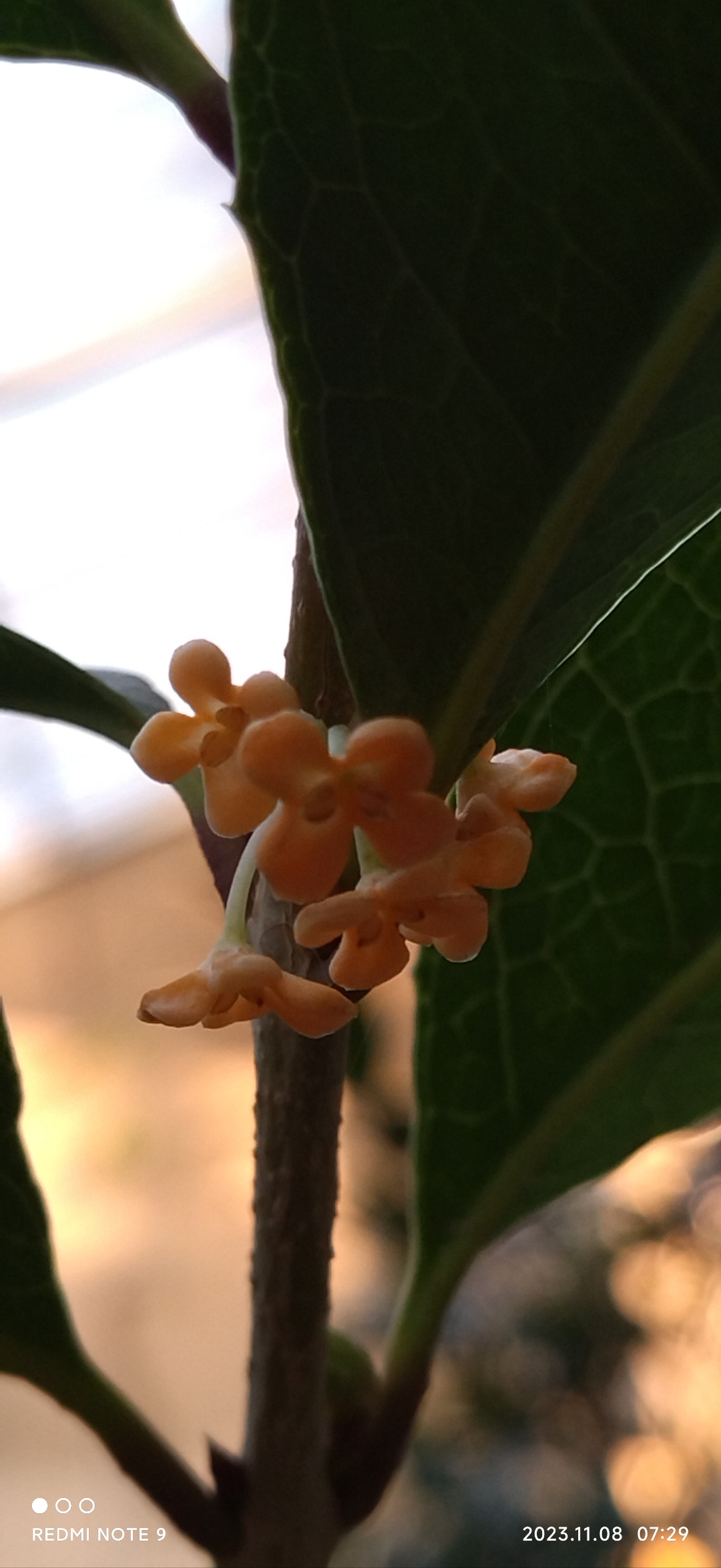 今天的阳光很好,心情也格外舒畅,希望每个瞬间都如这红花月桂般绚烂.