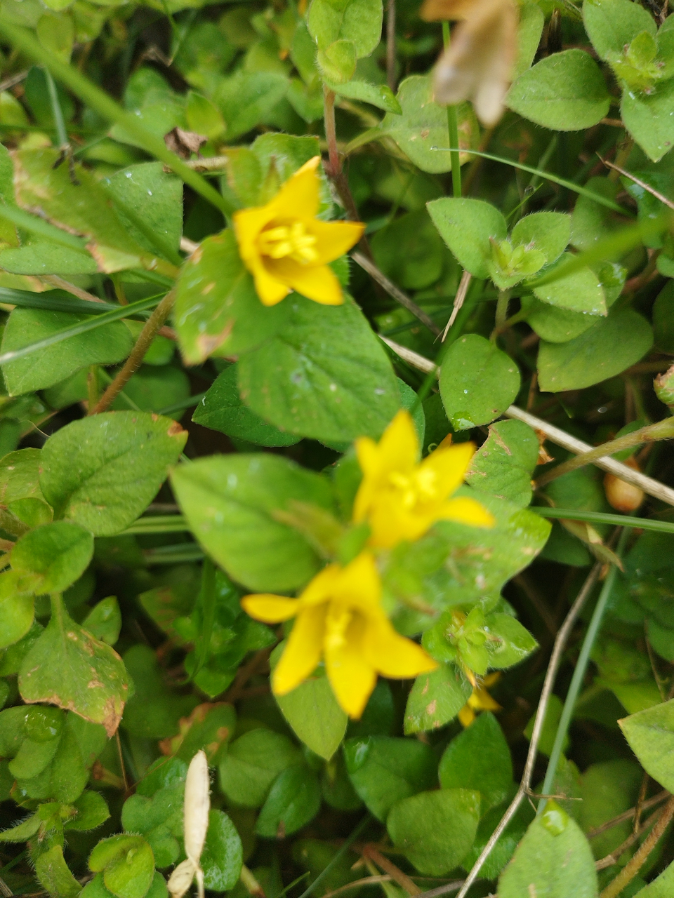 《过路黄》又叫真金草,金钱草,走游草,铺地黄等.