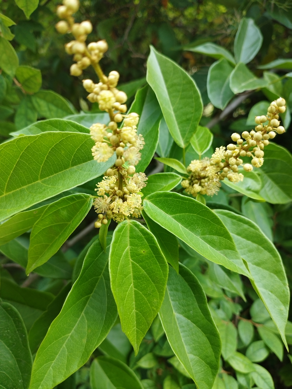 《石岩枫花》石岩枫为大戟科野桐属植物,又名杠香藤,黄豆树,山龙眼,倒