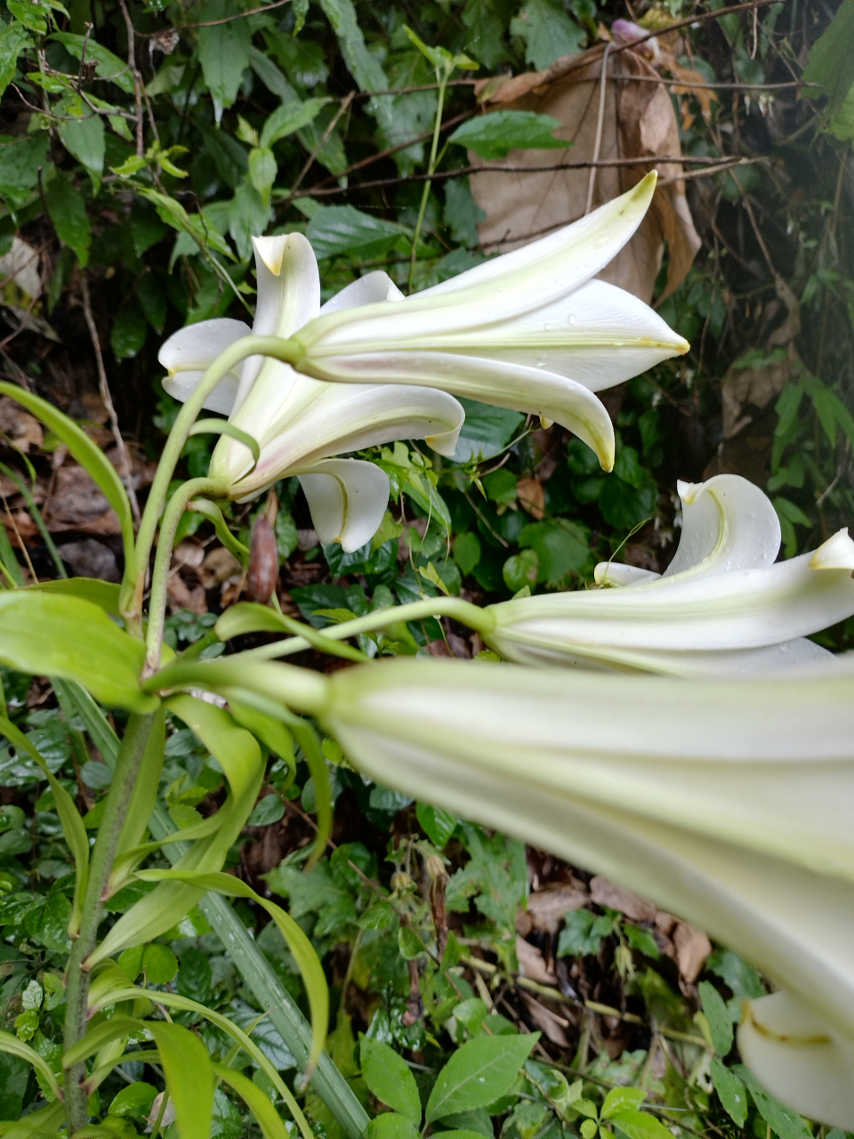 《野百合花》1鳞茎球形,直径2-4.5厘米;鳞片披针形,长1.8-4厘米,宽0.