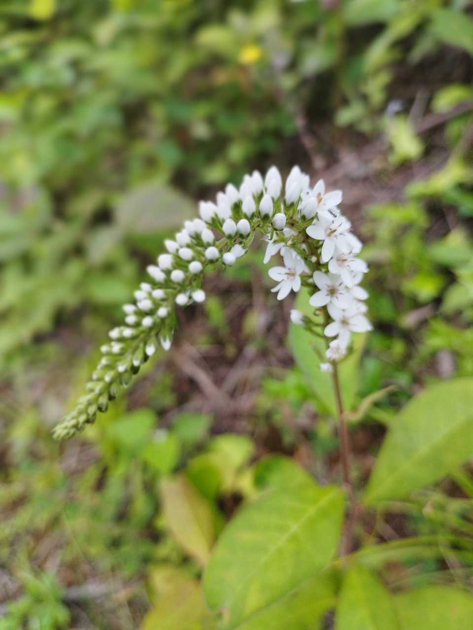 虎尾草是禾本科,虎尾草属一年生草本植物秆高可达75厘米,径光滑无毛