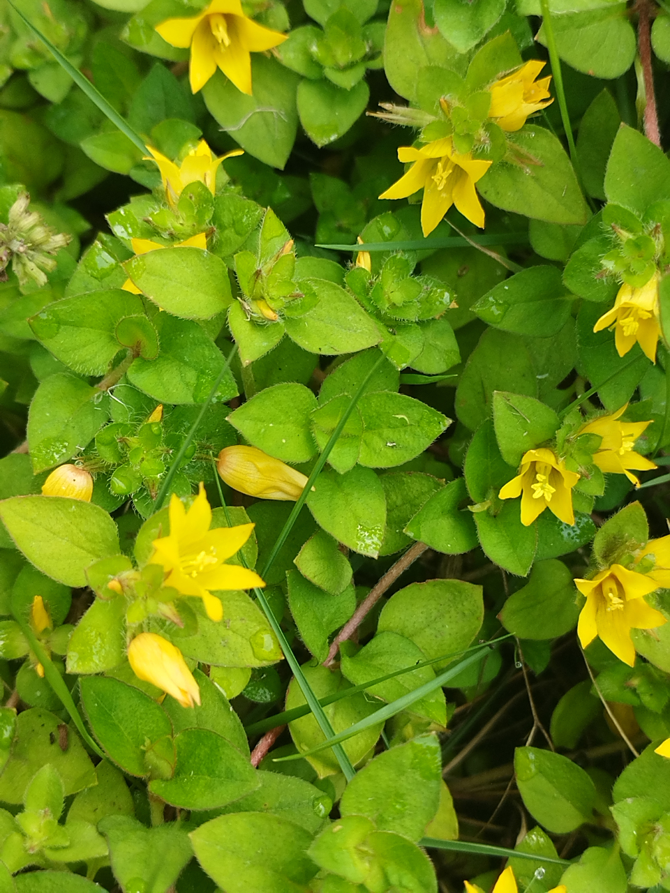 《过路黄》又叫真金草,金钱草,走游草,铺地黄等.