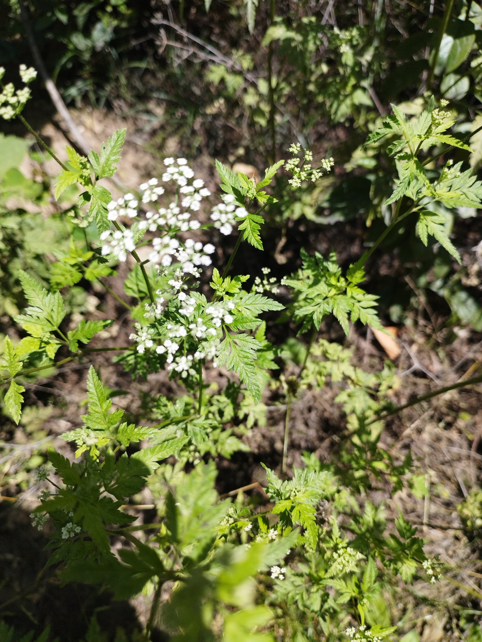 峨参野菜图片