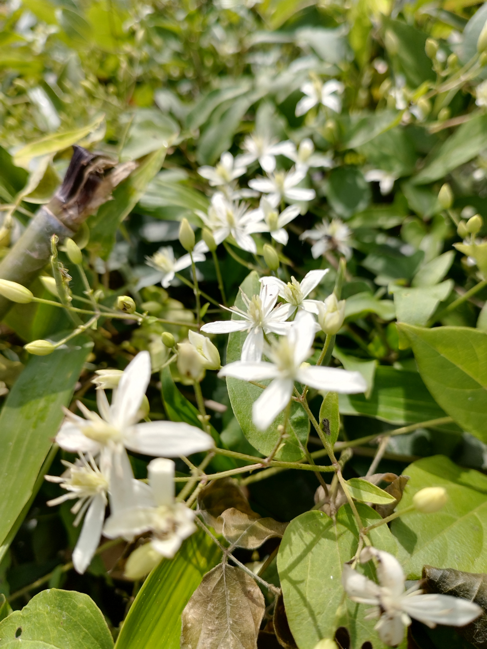 《辣蓼铁浅莲》铁线莲又名辣蓼铁线莲,为草质藤本,长达1.5～2.