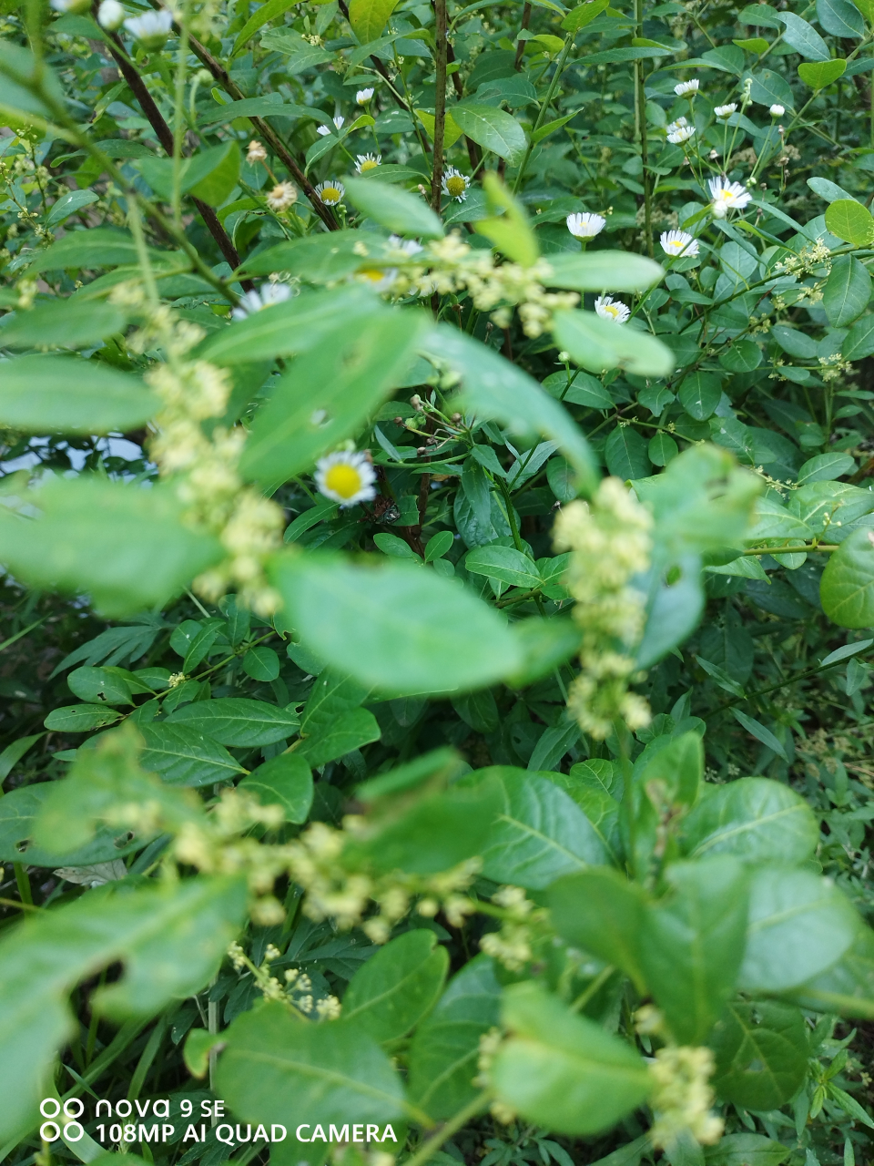 《一叶萩花》是大戟科,白饭树属的植物.
