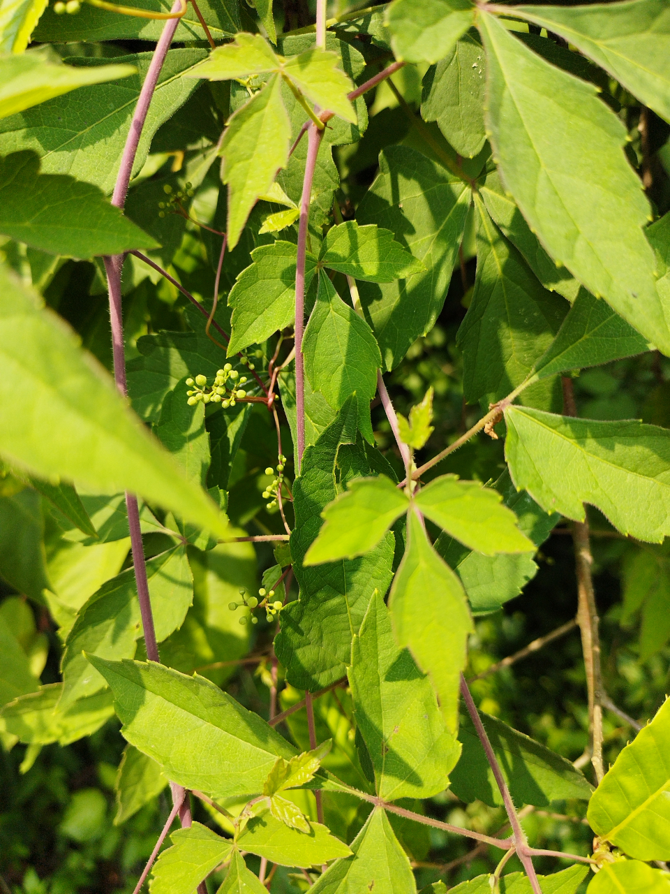 《显齿蛇葡萄花》是葡萄科蛇葡萄属植物.木质藤本.