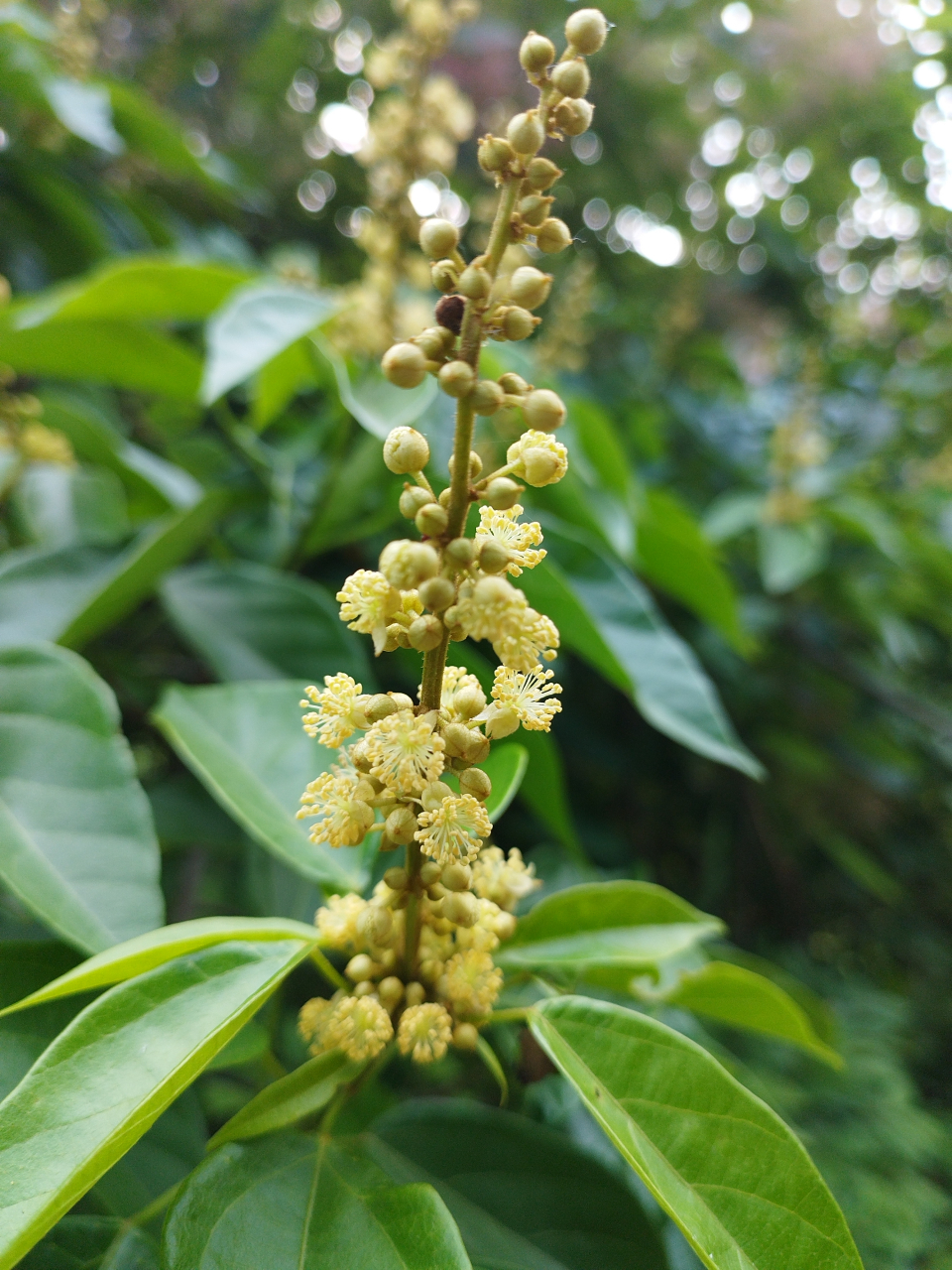 《石岩枫花》石岩枫为大戟科野桐属植物,又名杠香藤,黄豆树,山龙眼,倒