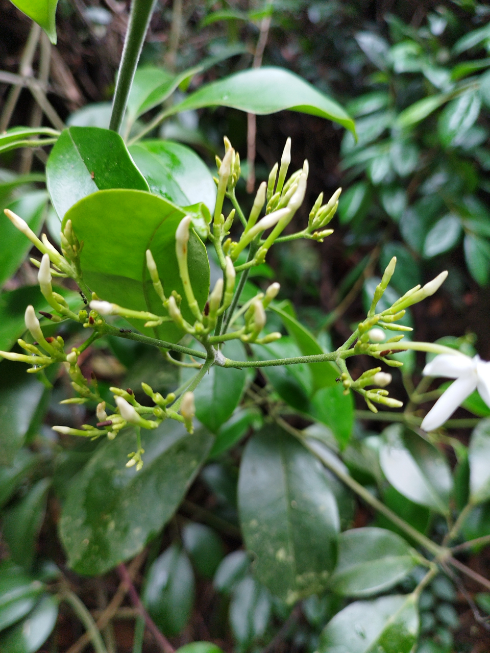 《清香藤花》异叶清香藤,别名:异叶素馨,素馨属灌木,植株密被锈色长柔
