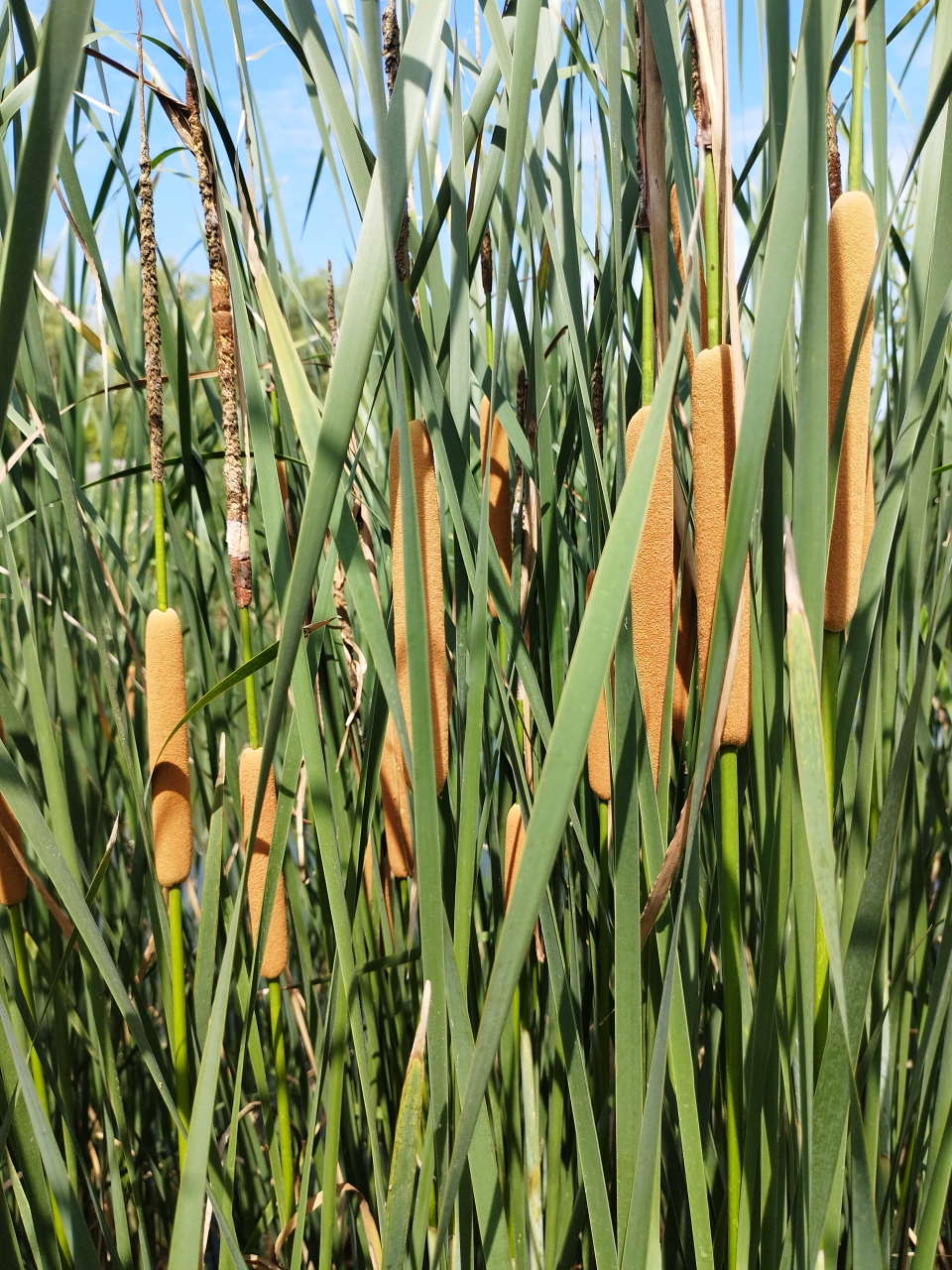 《水烛》,是香蒲科,香蒲属多年生,水生或沼生草本植物.