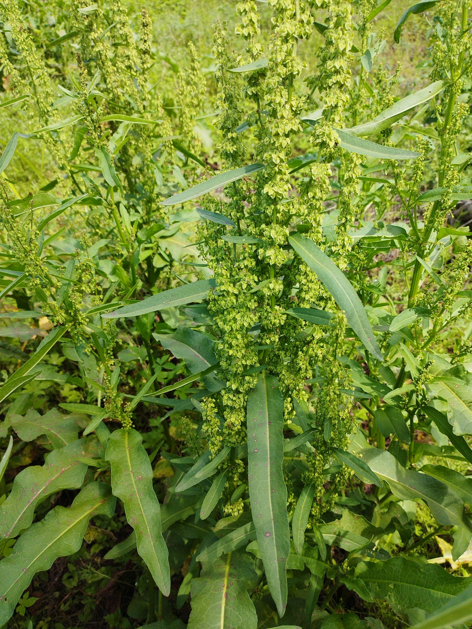 《中药材,山大黄》波叶大黄多年生草本,高可达1米以上.