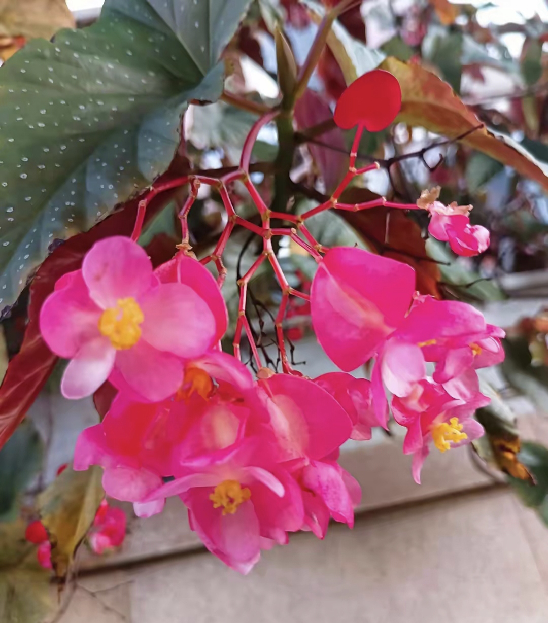 知识创作挑战赛初夏篇#竹节秋海棠  竹节秋海棠是观赏性很强的花卉