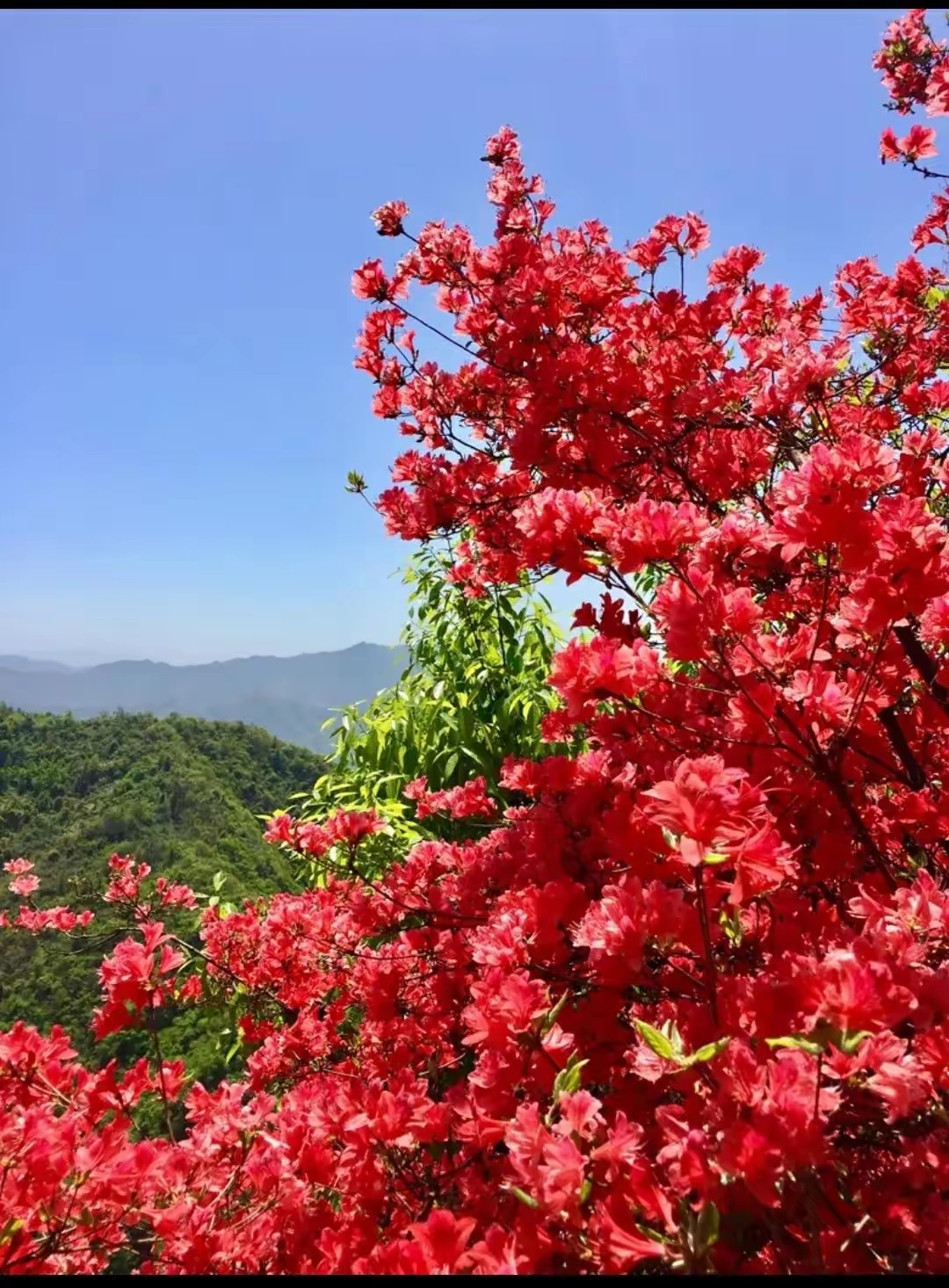 知识创作挑战赛初夏篇#映山红