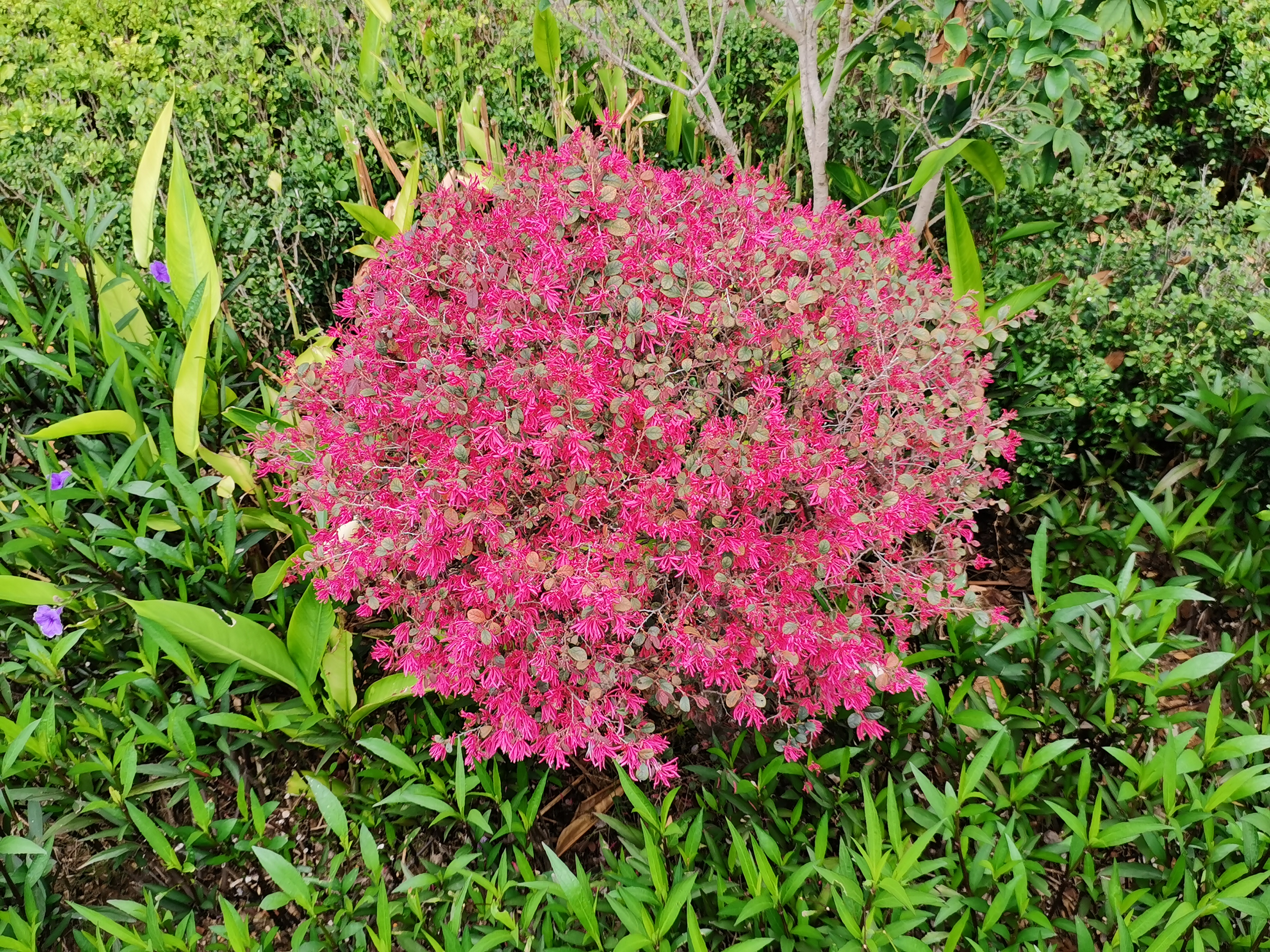 小小一株红花檵木