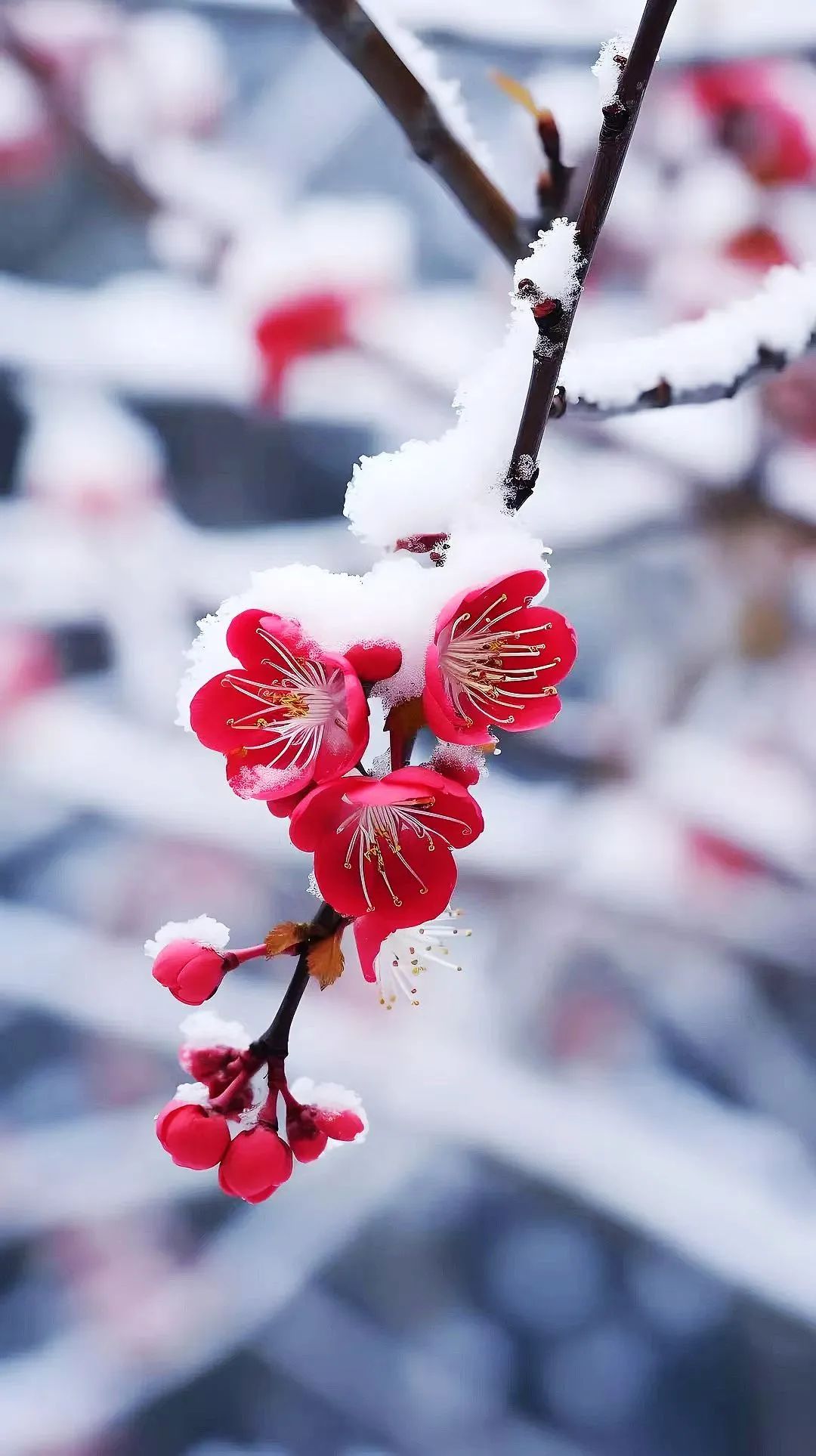 78梅花与雪 冬日的诗意浪漫95  94在这个银装素裹的季节