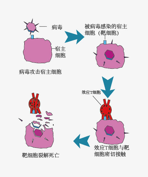 潘多拉病毒为什么五级图片