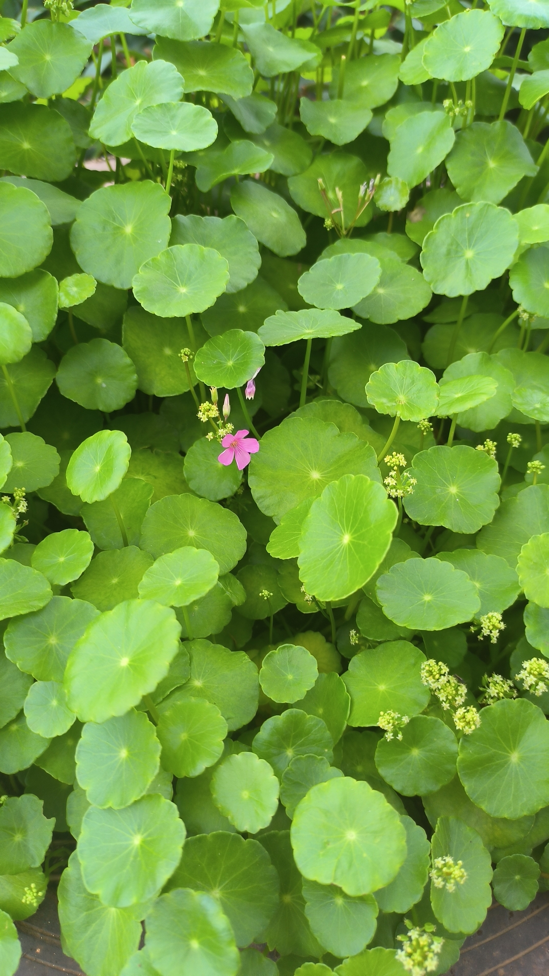 随手拍花草# 绿意盎然中,一朵小花静静绽放,生命的美好,尽在这片绿色