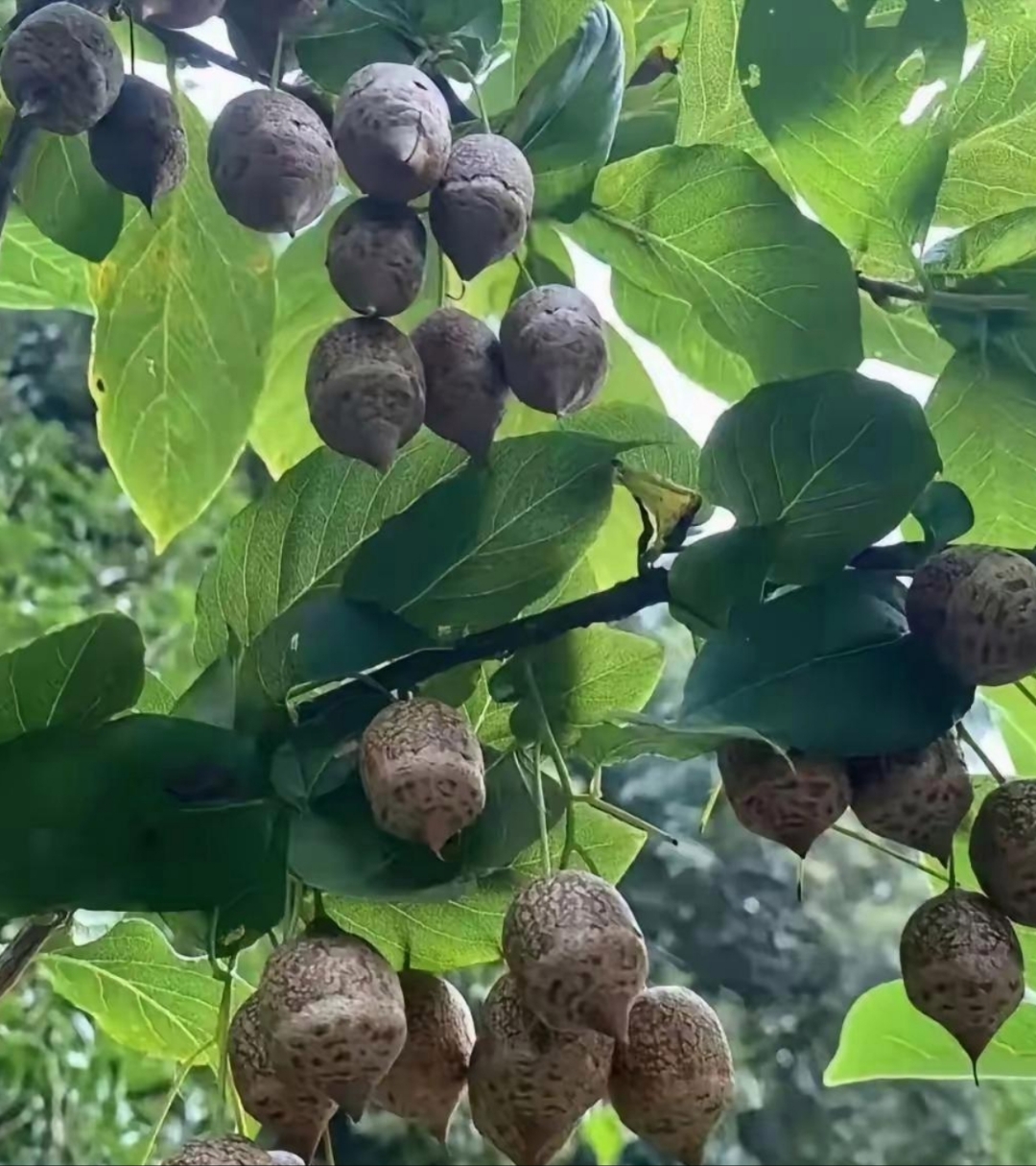 我小时候好像见过,这次又看见这种果子了,但还是不知道是不是?