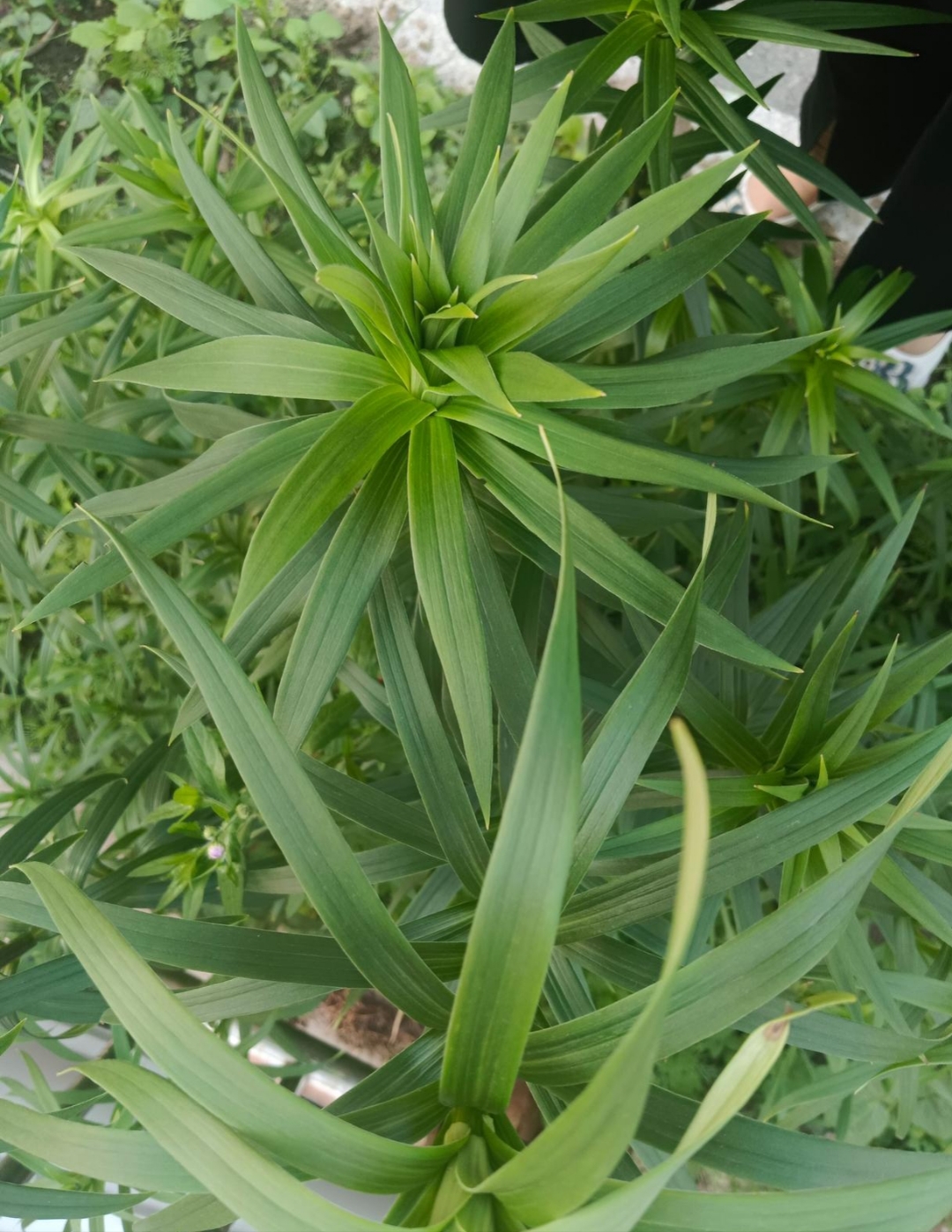 你们知道这叫什么植物吗?有没有认识的老铁?