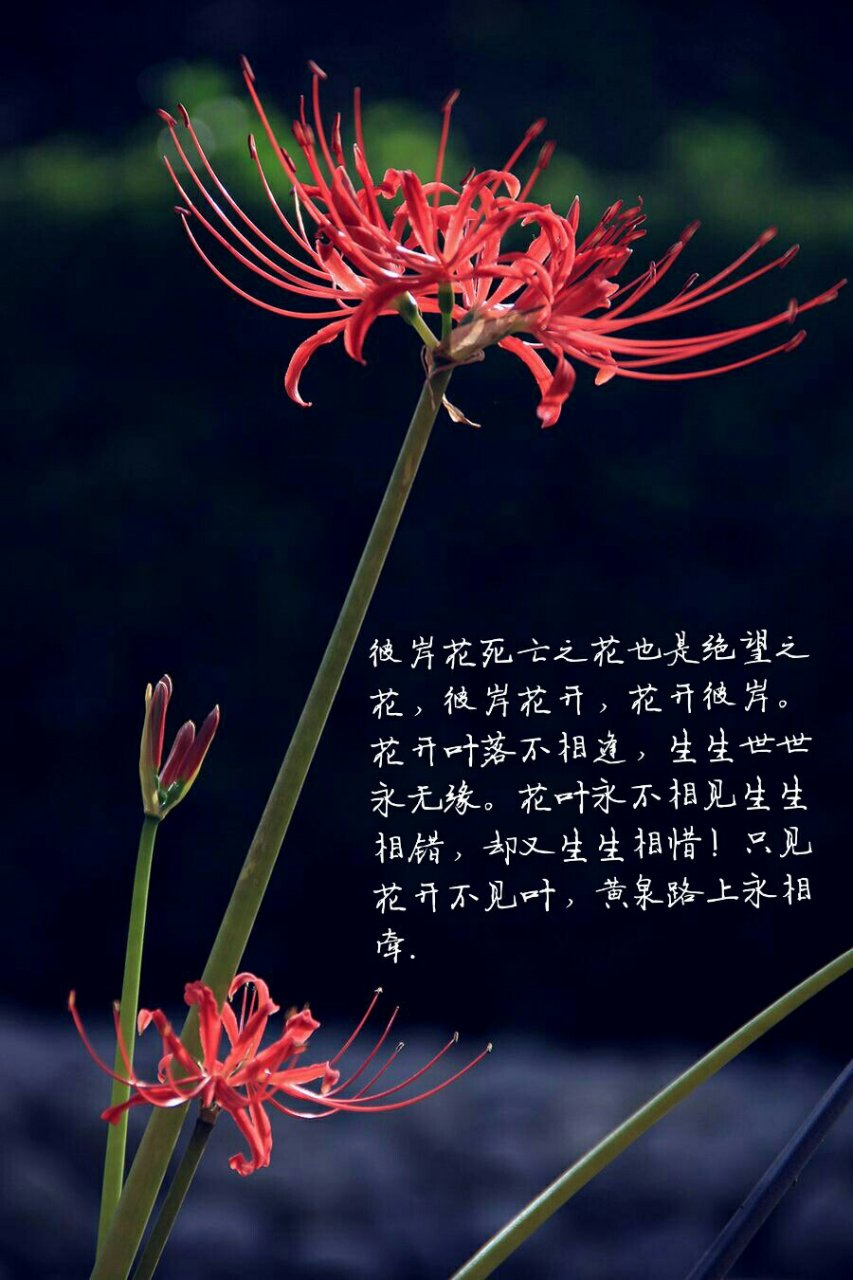 彼岸花,死亡之花也是绝望之花,彼岸花开,花开彼岸.