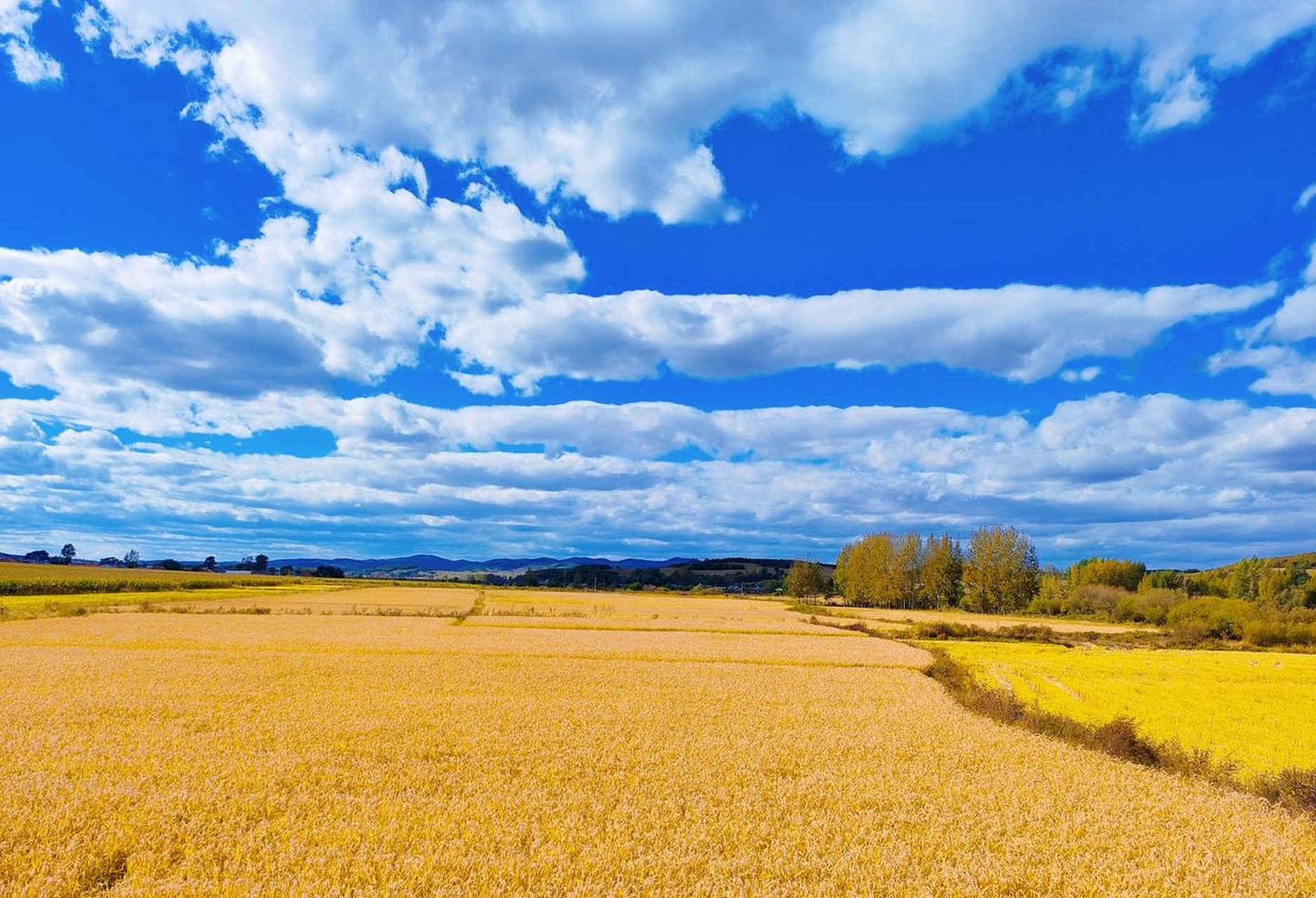 又是一个丰收年  广袤的苍穹下 金黄的稻田 绵延 到天边 麻雀喜上眉梢