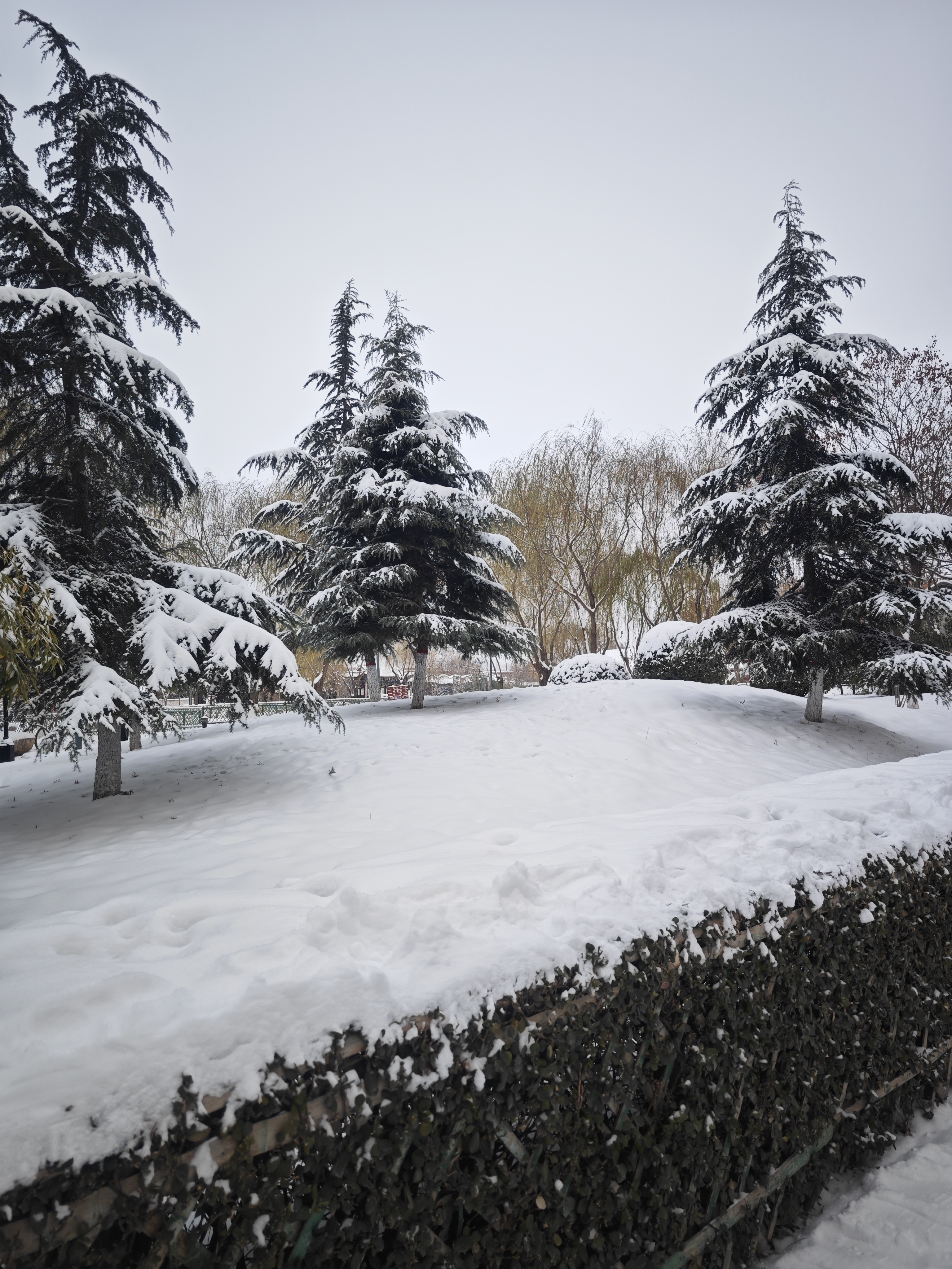 白天下雪图片真实图片