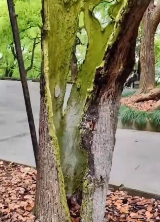 树干都空成这个样子了,居然还能活着!