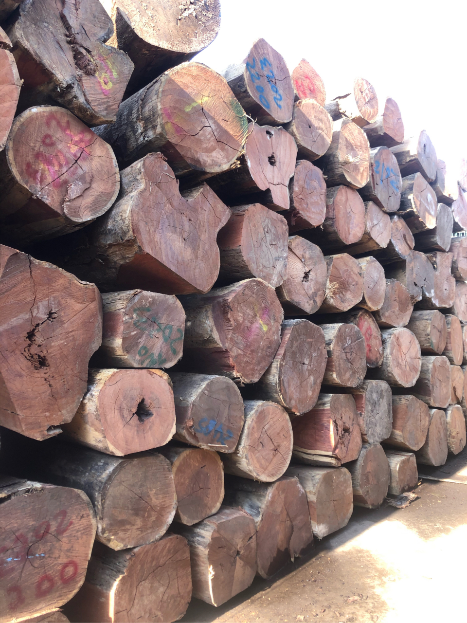 红檀香,南美香花梨