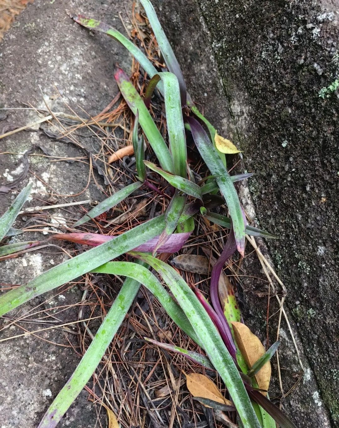 下班和同事回家,在路边的山坡上看到了这个植物,我对同事说这个是兰草
