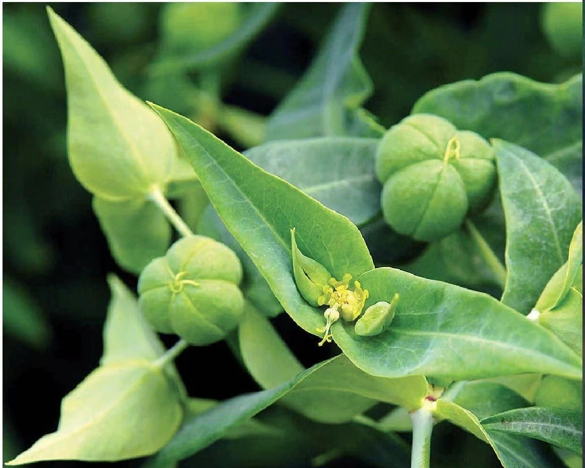 而且它的果子成熟了可不可吃呢?想请教一下朋友们有认识的吗?