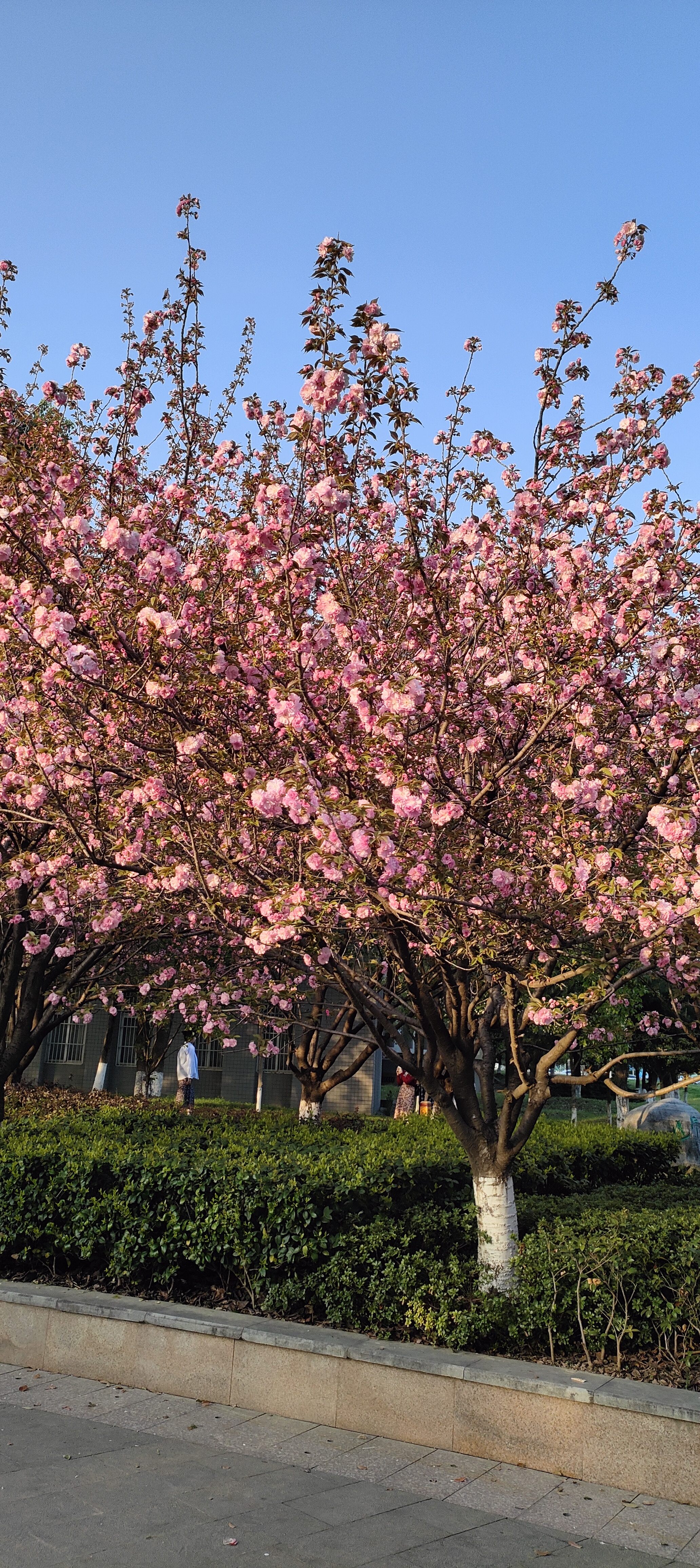 樱花树照片壁纸图片