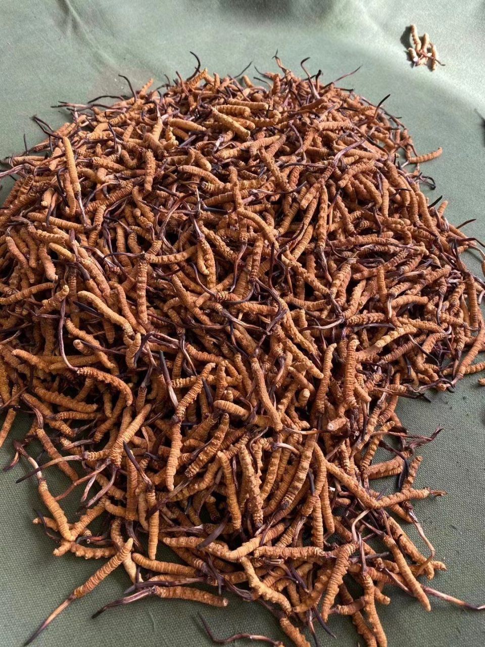 1200条的精品短把子