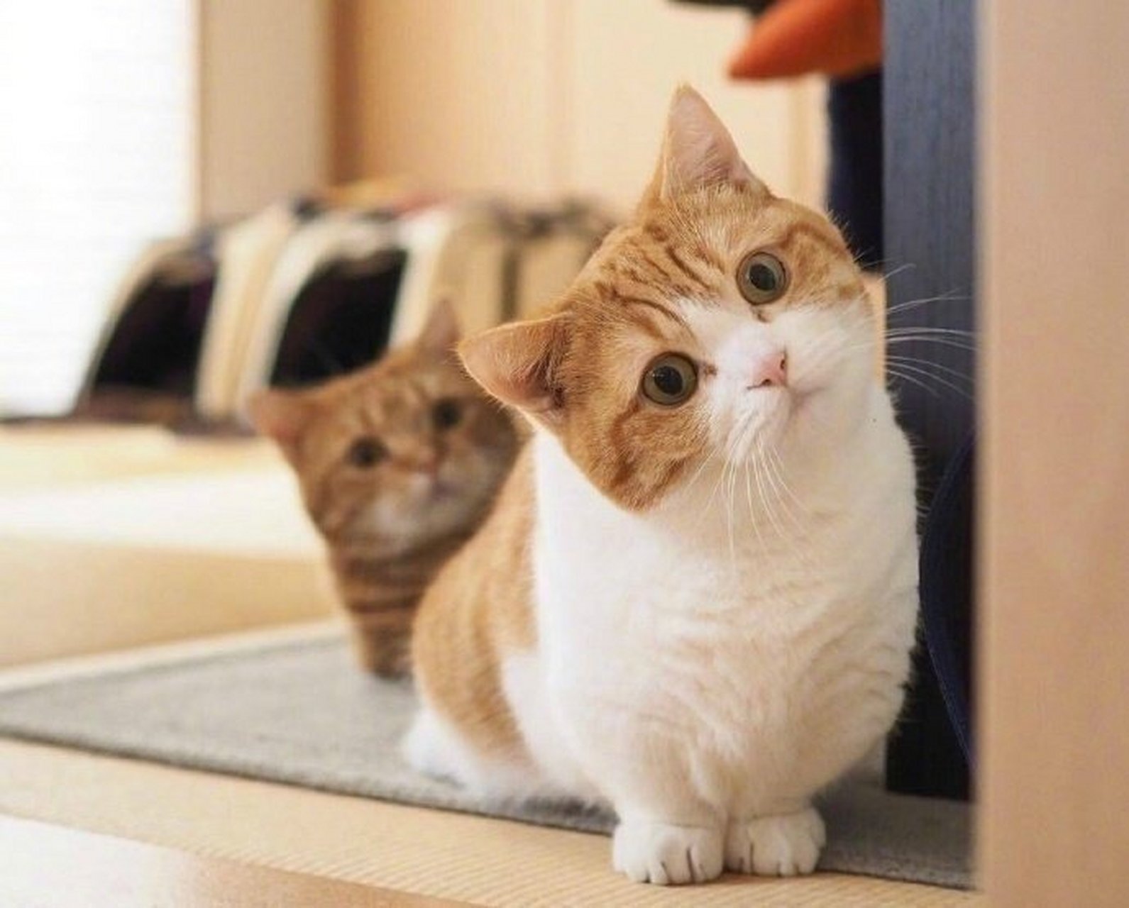 关于今天是「国际猫咪日」，你家的猫咪究竟可以萌到什么程度？的信息-第1张图片-鲸幼网