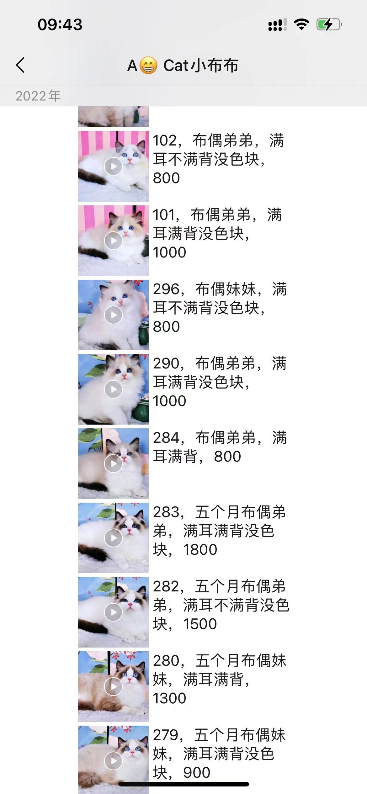 英短长毛猫多少钱一只图片