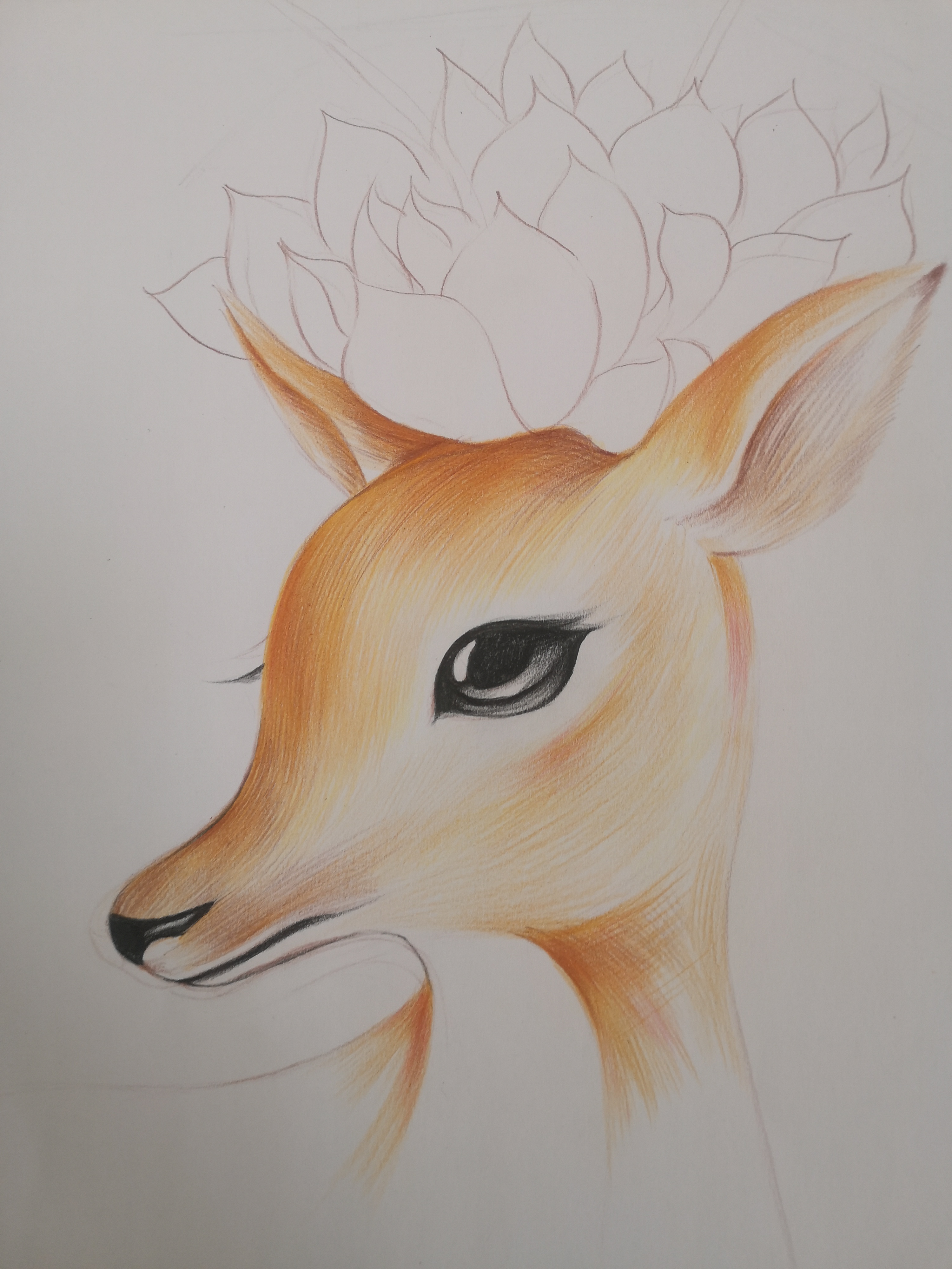 适合初学者的彩铅系列手绘课程动物篇小鹿#零基础学手绘画# #彩铅手绘