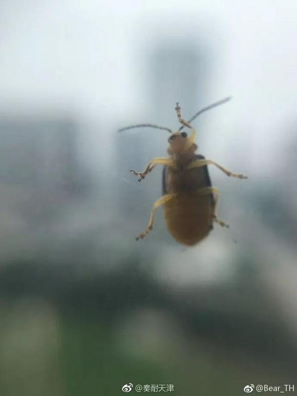 榆绿金花虫 坐标辽宁,开窗户就经常会有这种虫子,会飞,还是装个纱窗叭