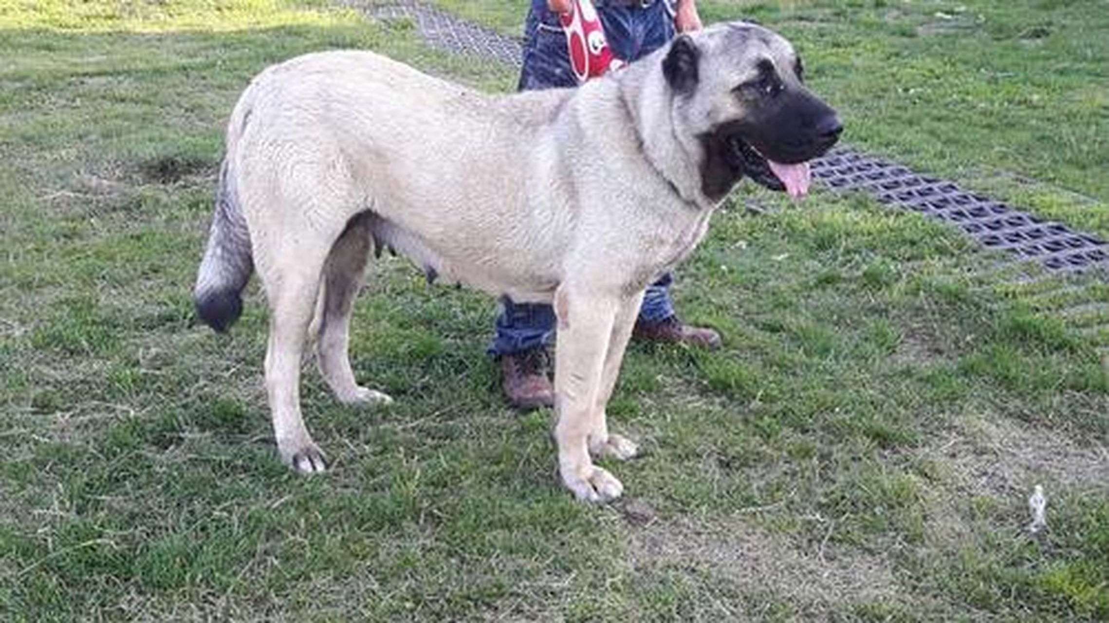 土耳其提议派遣一支"猫狗大军"拯救被老鼠接管的巴黎.