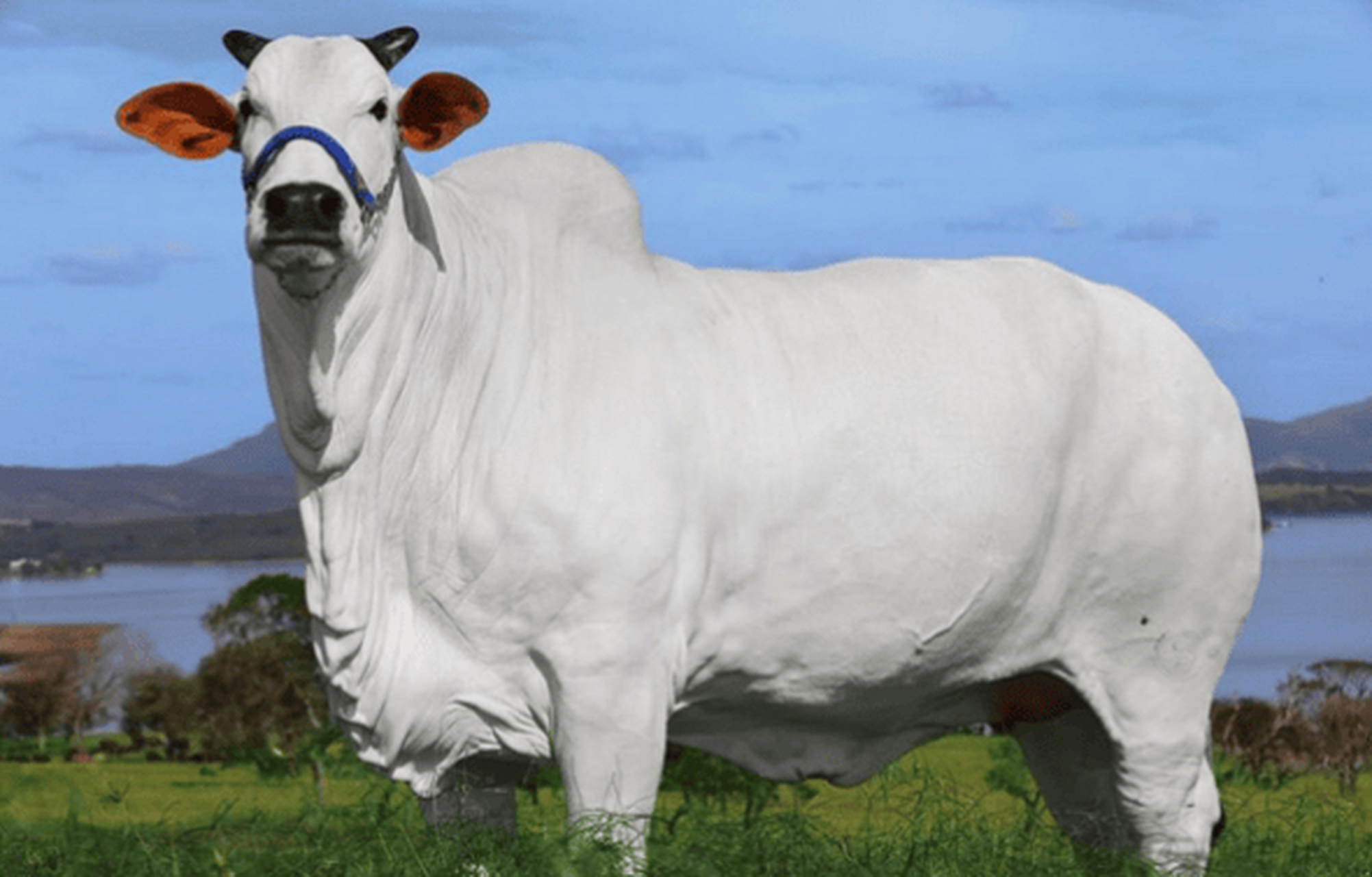 世界上最贵牛正在巴西拍卖,预计总价值将达400万美元.