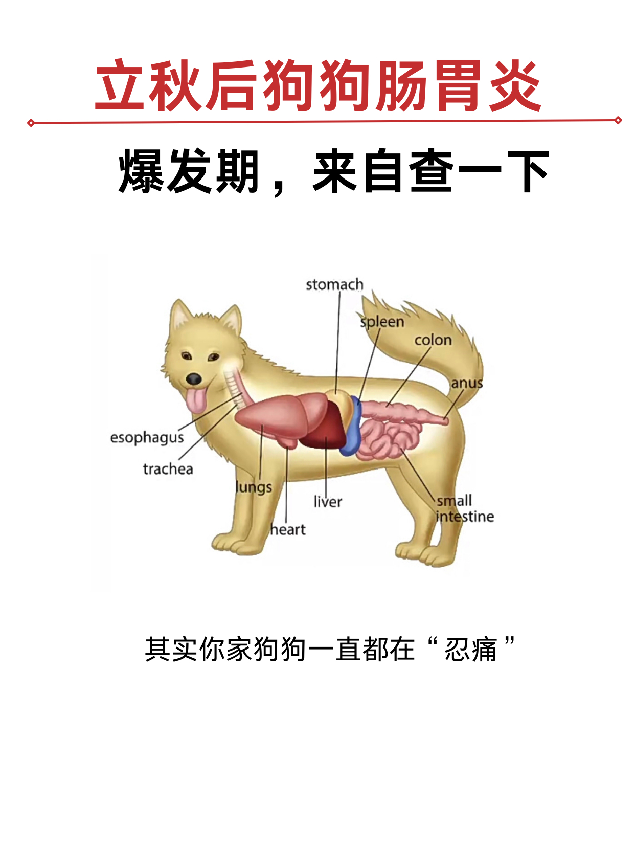 狗狗肚子在哪里图解图片