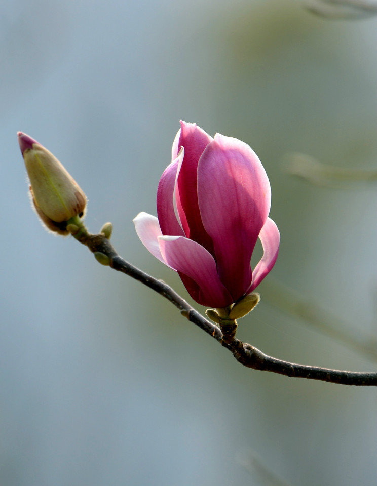 图中这枝木兰花,粉白相间,仿佛是春天的使者,每一朵都开得那么热烈