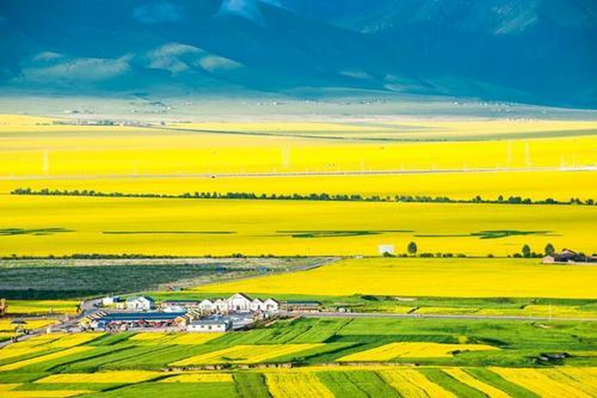 青海门源的最美油菜花海 67