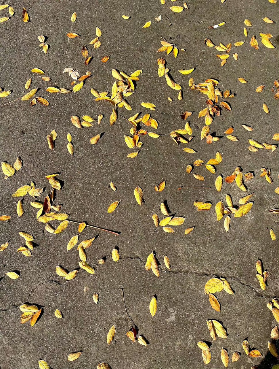 一片秋叶图片 飘落图片
