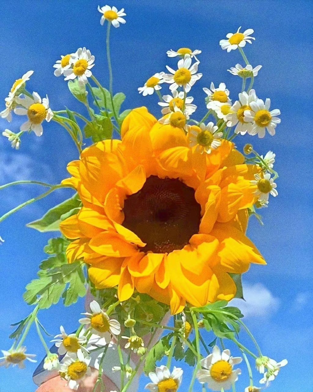 蓝天下的花束,心情就像这朵花一样晴朗.