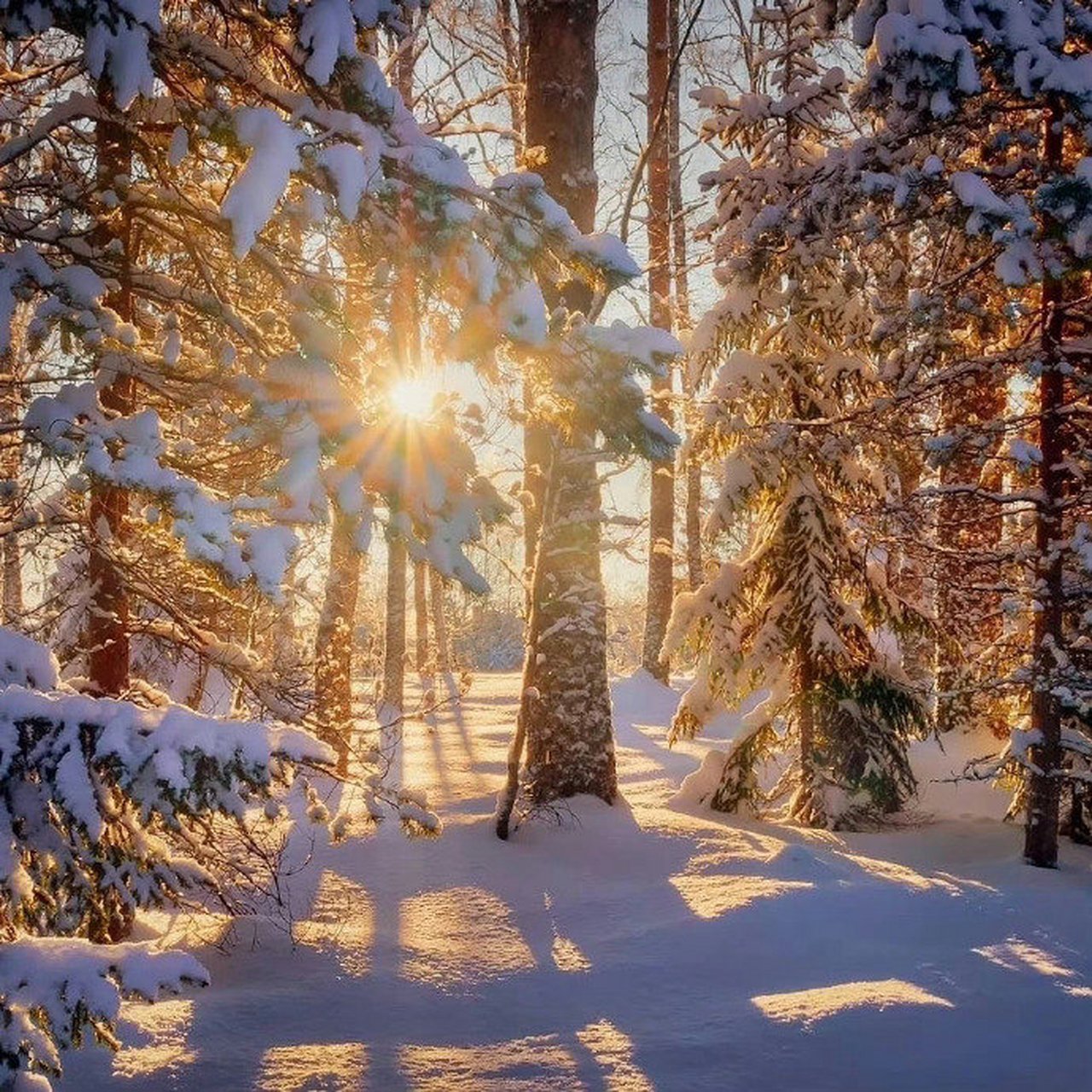 阳光与雪,交织出一幅美丽的画面.