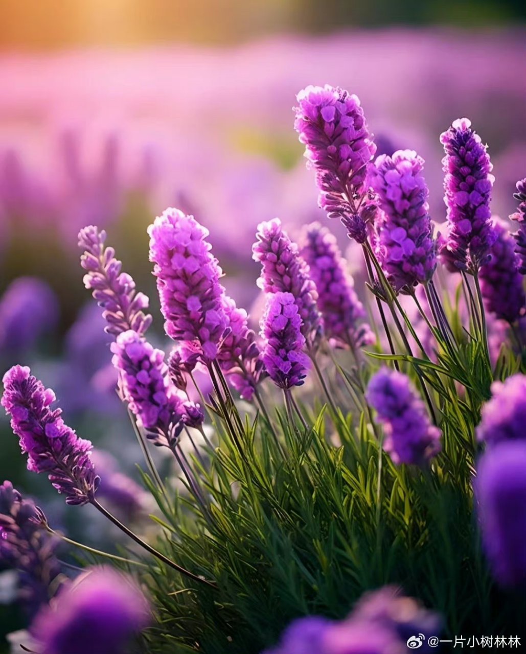 在阳光明媚的日子里,我来到了一片梦幻般的薰衣草花海.