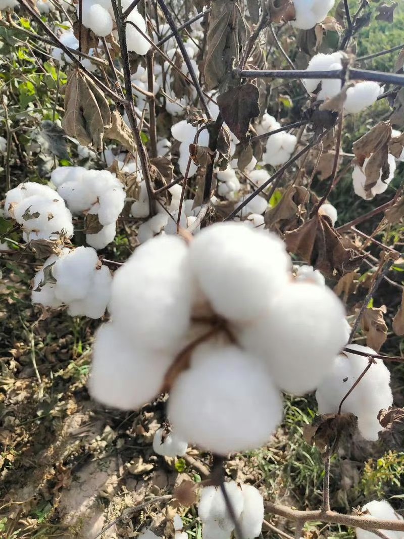 新陆早80棉花品种简介图片