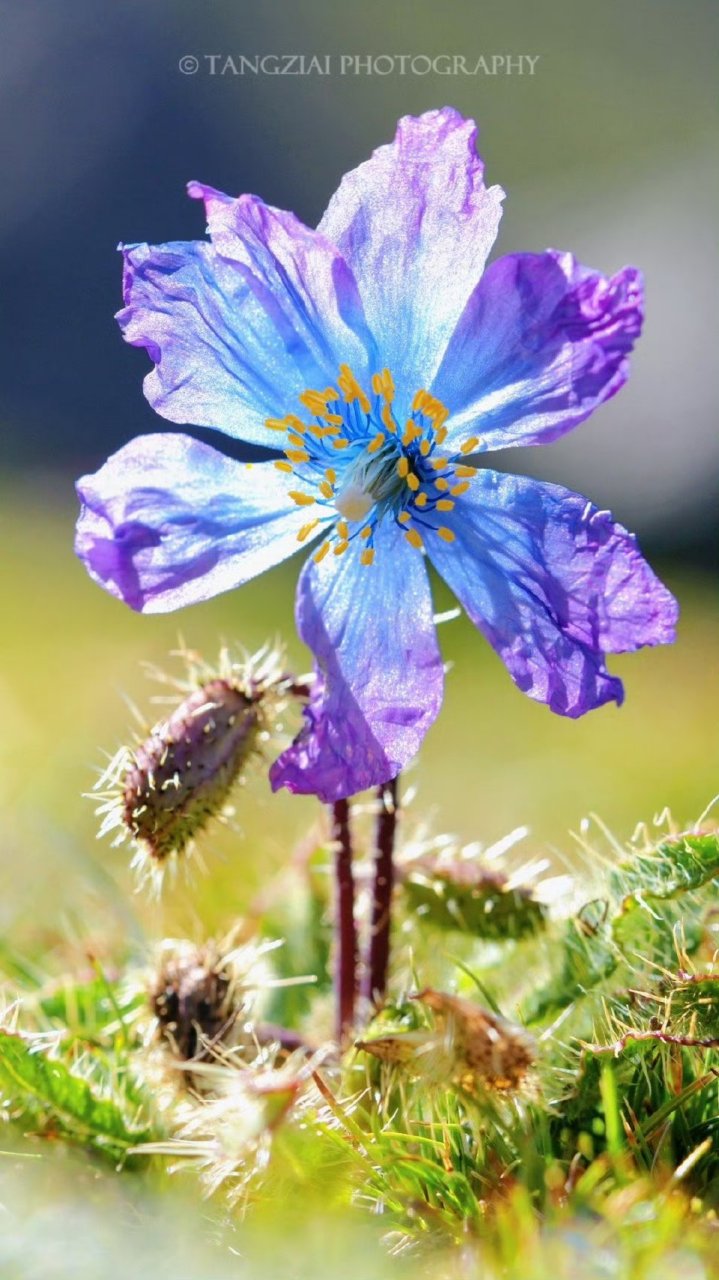 绿绒蒿花语图片