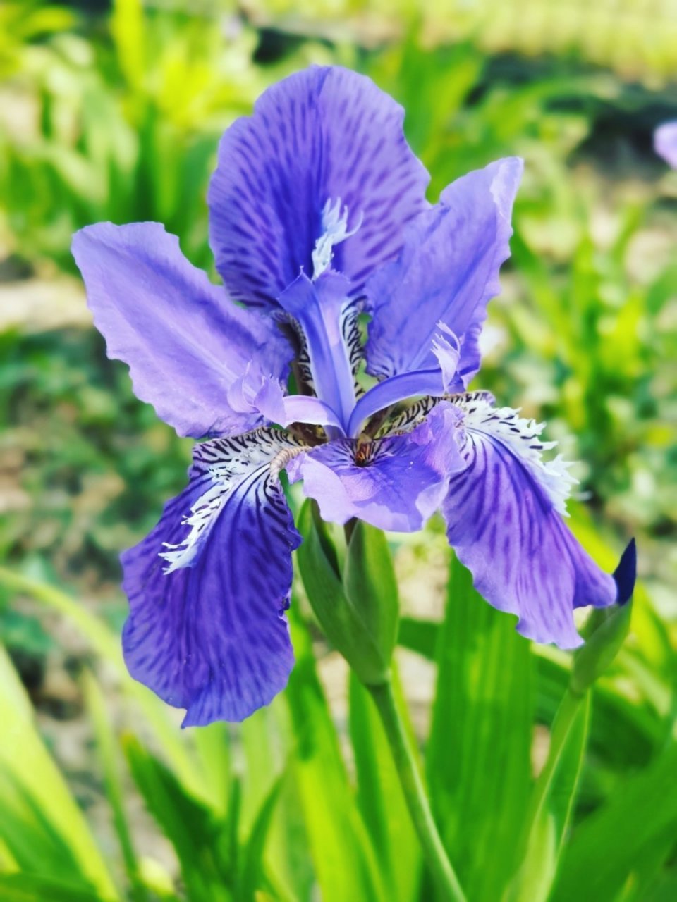 蓝色蝴蝶花的花语图片